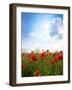 Red Poppies on Green Field, Sky and  Clouds-Volokhatiuk-Framed Photographic Print