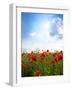 Red Poppies on Green Field, Sky and  Clouds-Volokhatiuk-Framed Photographic Print