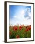 Red Poppies on Green Field, Sky and  Clouds-Volokhatiuk-Framed Photographic Print