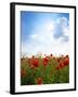 Red Poppies on Green Field, Sky and  Clouds-Volokhatiuk-Framed Photographic Print