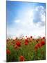 Red Poppies on Green Field, Sky and  Clouds-Volokhatiuk-Mounted Photographic Print