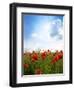 Red Poppies on Green Field, Sky and  Clouds-Volokhatiuk-Framed Photographic Print