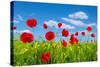 Red Poppies on Green Field-Ale-ks-Stretched Canvas