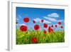 Red Poppies on Green Field-Ale-ks-Framed Photographic Print