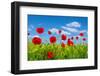 Red Poppies on Green Field-Ale-ks-Framed Photographic Print