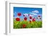 Red Poppies on Green Field-Ale-ks-Framed Photographic Print