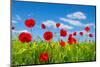 Red Poppies on Green Field-Ale-ks-Mounted Photographic Print