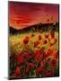 Red Poppies Sunset-Pol Ledent-Mounted Art Print
