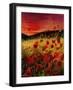 Red Poppies Sunset-Pol Ledent-Framed Art Print