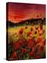 Red Poppies Sunset-Pol Ledent-Stretched Canvas