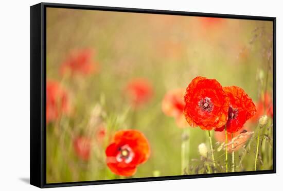 Red Poppies with Out of Focus Poppy Field-ZoomTeam-Framed Stretched Canvas