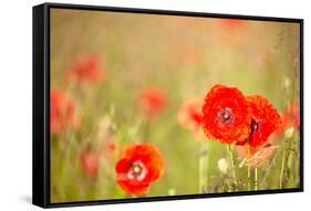 Red Poppies with Out of Focus Poppy Field-ZoomTeam-Framed Stretched Canvas