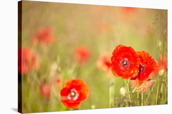 Red Poppies with Out of Focus Poppy Field-ZoomTeam-Stretched Canvas