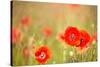 Red Poppies with Out of Focus Poppy Field-ZoomTeam-Stretched Canvas