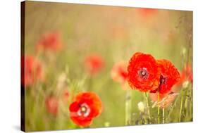 Red Poppies with Out of Focus Poppy Field-ZoomTeam-Stretched Canvas