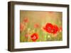 Red Poppies with Out of Focus Poppy Field-ZoomTeam-Framed Photographic Print