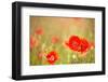 Red Poppies with Out of Focus Poppy Field-ZoomTeam-Framed Photographic Print