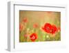 Red Poppies with Out of Focus Poppy Field-ZoomTeam-Framed Photographic Print