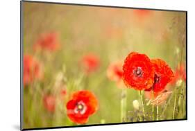 Red Poppies with Out of Focus Poppy Field-ZoomTeam-Mounted Photographic Print