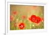 Red Poppies with Out of Focus Poppy Field-ZoomTeam-Framed Photographic Print