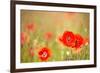 Red Poppies with Out of Focus Poppy Field-ZoomTeam-Framed Photographic Print