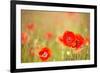 Red Poppies with Out of Focus Poppy Field-ZoomTeam-Framed Photographic Print