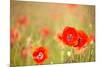 Red Poppies with Out of Focus Poppy Field-ZoomTeam-Mounted Photographic Print