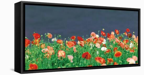 Red Poppies-null-Framed Stretched Canvas