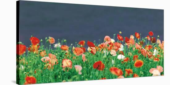 Red Poppies-null-Stretched Canvas