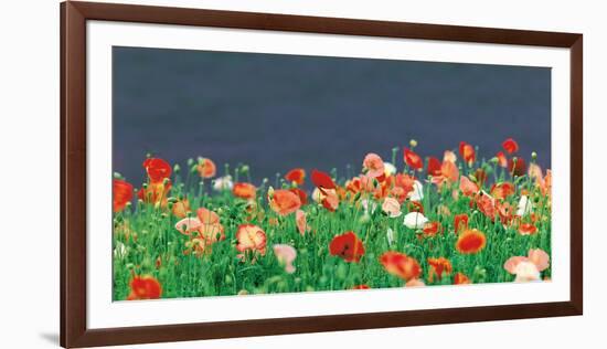 Red Poppies-null-Framed Photographic Print