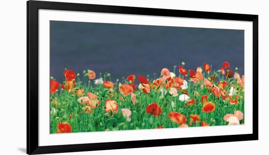 Red Poppies-null-Framed Photographic Print