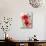 Red Poppies-Karin Johannesson-Mounted Art Print displayed on a wall