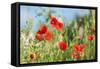 Red poppies-Jim Engelbrecht-Framed Stretched Canvas