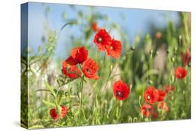 Red poppies-Jim Engelbrecht-Stretched Canvas