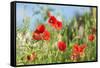 Red poppies-Jim Engelbrecht-Framed Stretched Canvas