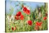 Red poppies-Jim Engelbrecht-Stretched Canvas