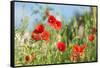 Red poppies-Jim Engelbrecht-Framed Stretched Canvas