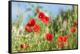 Red poppies-Jim Engelbrecht-Framed Stretched Canvas