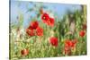 Red poppies-Jim Engelbrecht-Stretched Canvas