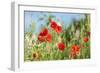 Red poppies-Jim Engelbrecht-Framed Photographic Print