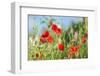 Red poppies-Jim Engelbrecht-Framed Photographic Print