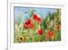 Red poppies-Jim Engelbrecht-Framed Photographic Print