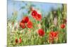 Red poppies-Jim Engelbrecht-Mounted Photographic Print