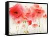 Red Poppies-Sheila Golden-Framed Stretched Canvas