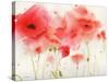 Red Poppies-Sheila Golden-Stretched Canvas