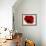 Red Poppy 01-Tom Quartermaine-Framed Giclee Print displayed on a wall