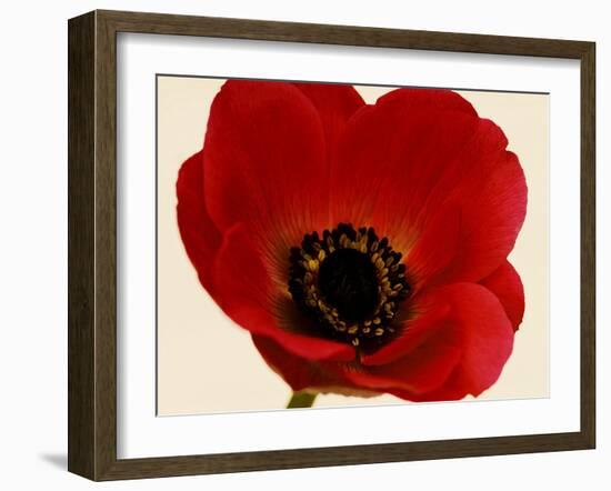 Red Poppy 01-Tom Quartermaine-Framed Giclee Print