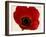 Red Poppy 01-Tom Quartermaine-Framed Giclee Print