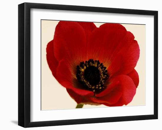 Red Poppy 01-Tom Quartermaine-Framed Giclee Print