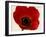 Red Poppy 01-Tom Quartermaine-Framed Giclee Print